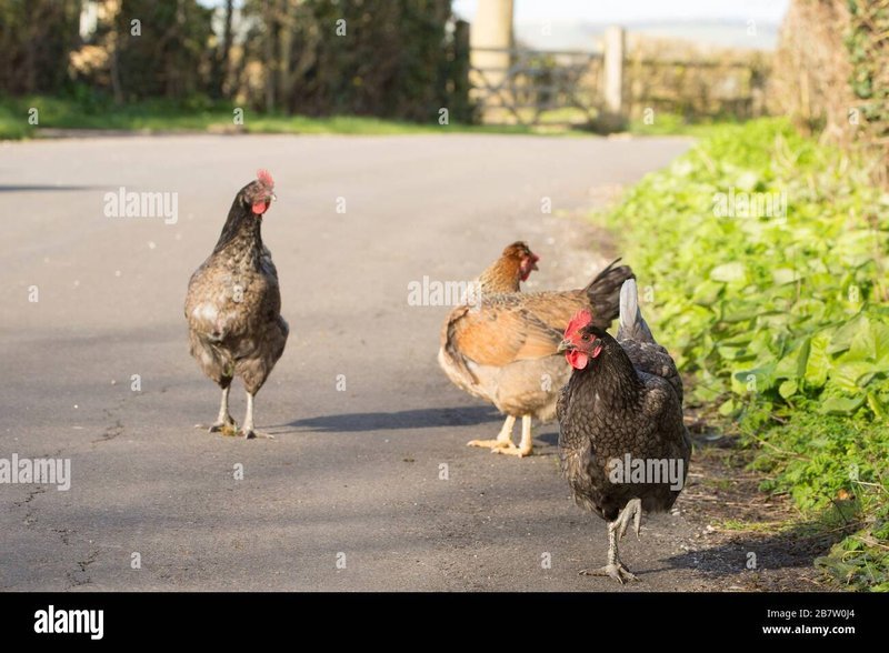 Image: Descubre el Mysterio de la Carretera de Pollo en España este Año